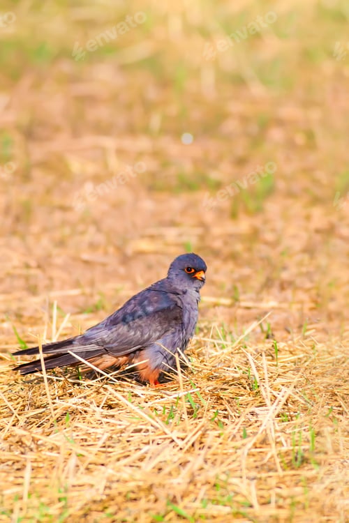 Preview: Red Footed Falcon. Falco Vespertinus. Yellow Nature Background.