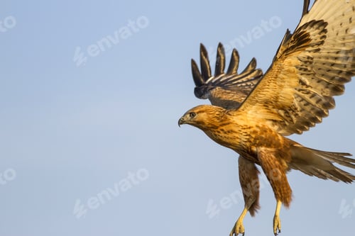 Preview: Flying Wild Bird. Blue Sky Background. Bird: Long Legged Buzzard. Buteo Rufinus.