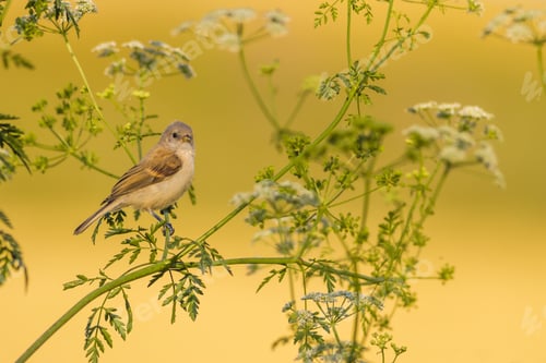 Preview: Cute Little Bird. Green Branches And Yellow Nature Background. Bird: Penduline Tit. Remiz