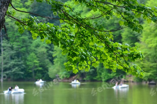 Preview: Maple Tree Branches With Fresh Leaves Over Blurry Lake Background