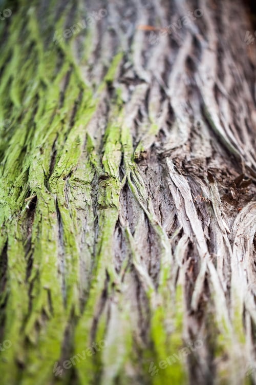 Preview: Abstract Composition With Green Moss On Tree Bark - Texture And Background With Very Soft Focus