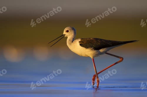 Preview: Water Bird. Colorful Nature Background. Bird: Black Winged Stilt. Himantopus Himantopus.