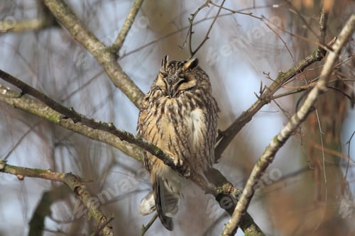 Preview: Long-Eared Owl (Asio Otus) Germany