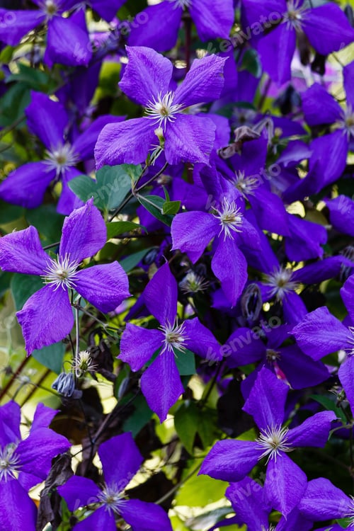 Preview: Flowers Perennial Vines Of Clematis In The Garden. Growing Clematis. Blooming Clematis.