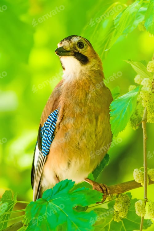 Preview: Cute Bird Eurasian Jay