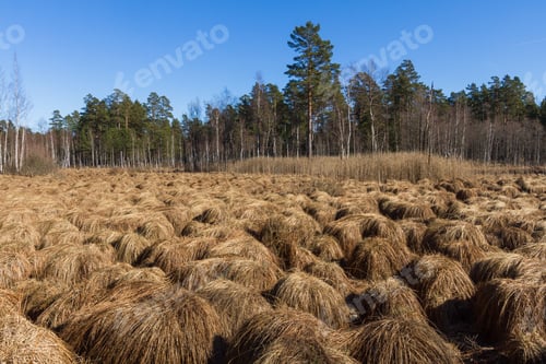 Preview: Sunny Day In Pine Forest