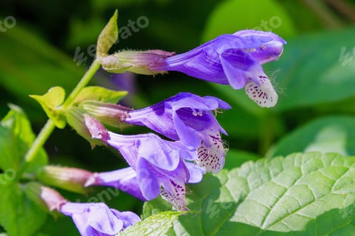Preview: Dracocephalum Nutans In Natural Background. Medicinal And Nectar Plant