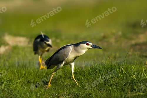 Preview: Nature And Bird. Heron: Black Crowned Night Heron. Green Nature Background.