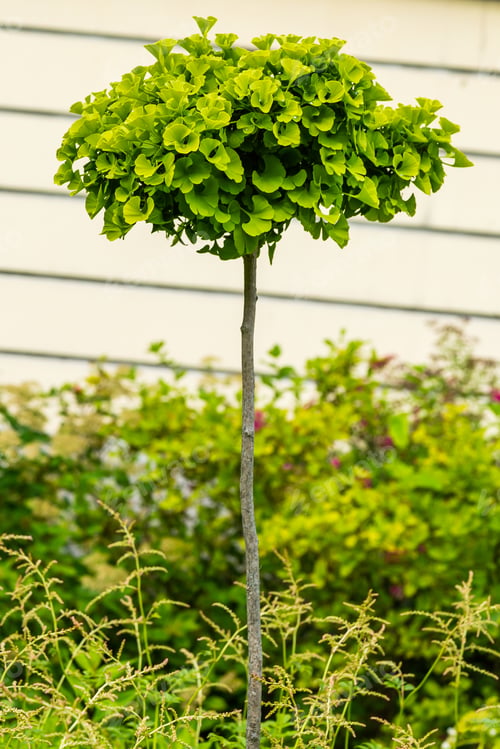 Preview: Young Tree Ginkgo Biloba In The Botanical Garden. Relict Ginkgo Biloba Tree In The Garden