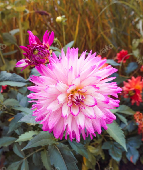 Preview: Pink Flower