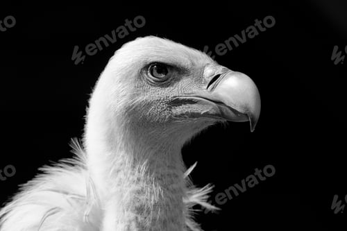 Preview: European Griffon Vulture (Gyps Fulvus Fulvus)