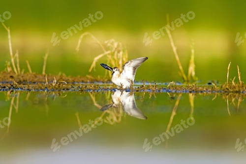 Preview: Water And Waterbird. Colorful Nature Background. Natural Habitat Scene.