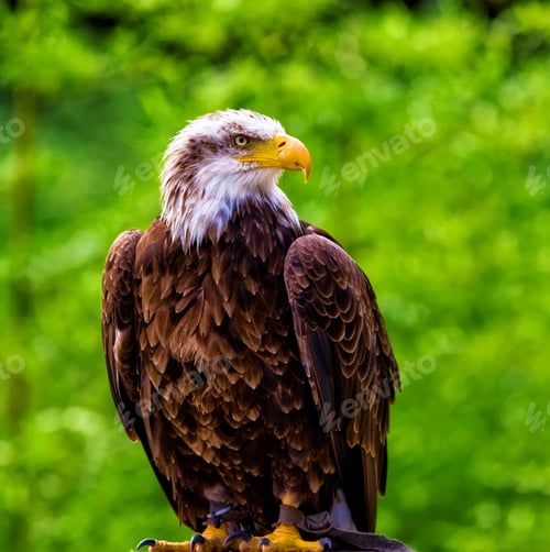 Preview: Bald Eagle