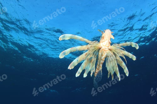 Preview: Lionfish In Blue Water