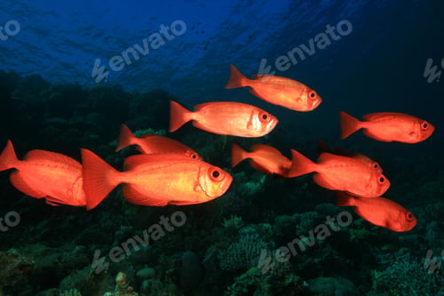 Preview: School (Shoal) Of Crescent-Tailed Bigeye Fish On A Tropical Coral Reef