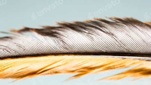 Preview: Colorful Hen Feather With Details And Reflexions