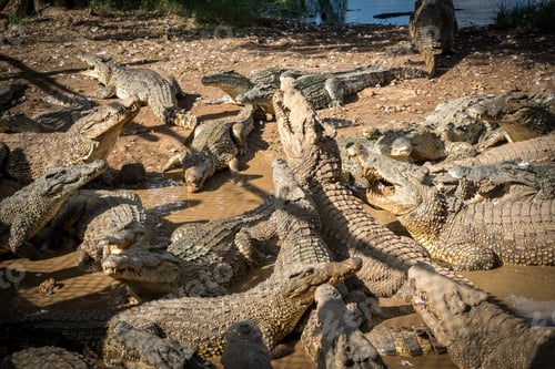 Preview: Crocodile Farm - Views Around The Caribbean Island Of Cuba