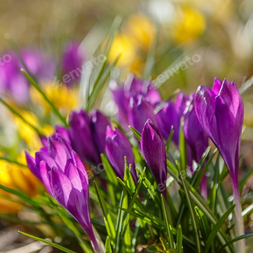 Preview: Beautiful Spring Background With Close-Up Of A Group Of Blooming Purple, Yellow, White Crocus