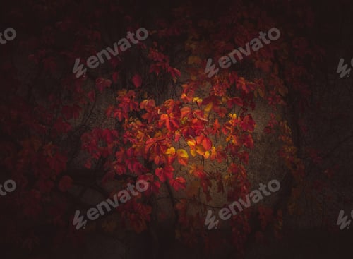 Preview: Vineyard In Autumn Time With Beautiful Vignette Effect. Sun Shining On Certain Leaves To Make Them