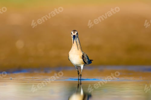 Preview: Water Bird Sandpiper. Colorful Natural Background. Common Water Bird: Curlew Sandpiper.