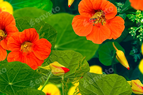Preview: Bright Nasturtium Flowers With Green Colorful Leaves.