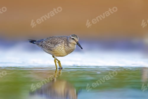 Preview: Beuatiful Water Bird. Colorful Nature Habitat Background. Bird: Red Knot. Calidris Canutus.