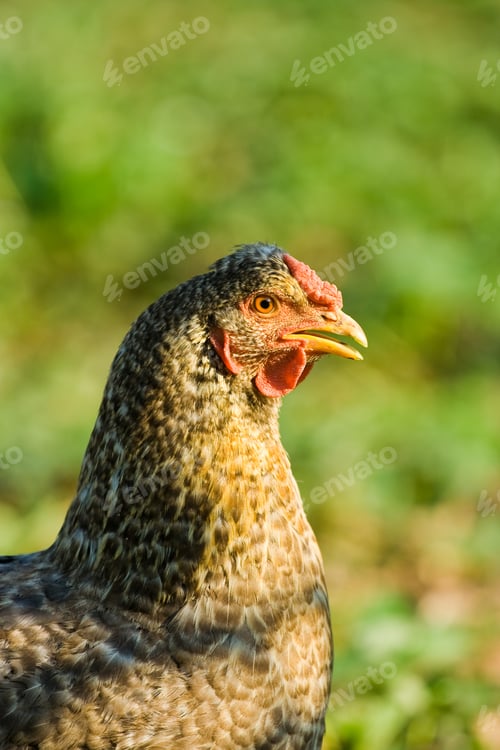 Preview: Close Up Of A Chicken On A Lawn