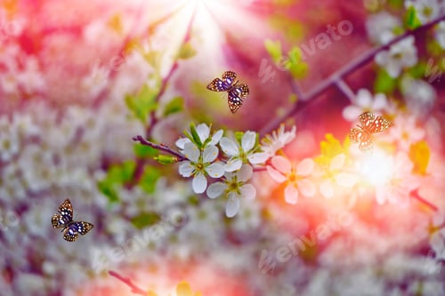 Preview: Blossoming Branch Cherry. Bright Colorful Spring Flowers. Beautiful Nature Scene. Butterfly