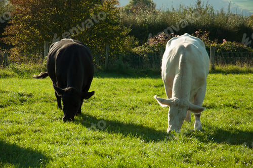 Preview: Cattle Grazing In A Summer Meadow,
