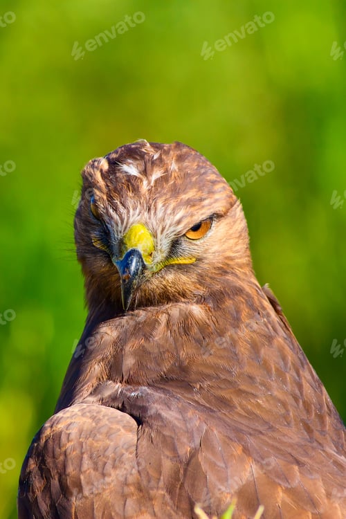Preview: Bird Of Prey. Portrait Of Buzzard. Green Nature Background.