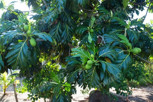 Preview: Big Ripe Fruits Hanging On A Soursop, Annona Muricata, Tree In The Front Garden