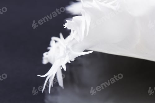 Preview: White, Beautiful Tulip With Details