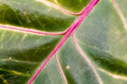 Preview: Codiaeum Leaves With Beautiful Vein And Details