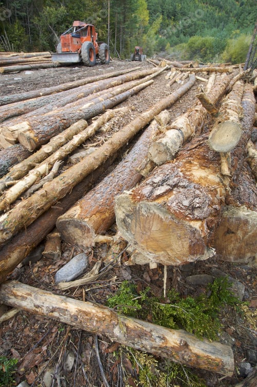 Preview: Buldozer And Cutted Trunks In A Forest