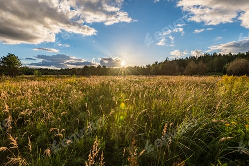 Preview: Sunny Meadow With Flowers And Green Grass In Summer At Sunrise