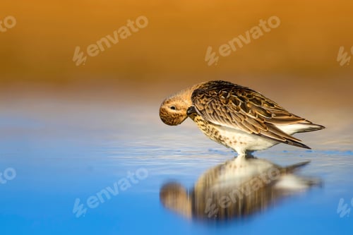 Preview: Colorful Nature And Water Bird. Blue Water, Yellow Sand Background. Bird: Curlew Sandpiper