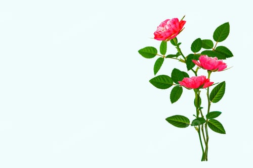 Preview: Flower Bud Roses On A White Background. Nature