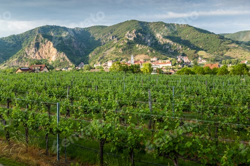 Preview: View Of Durnstein Through Vineyards In Summer Evening. Lower Austria.