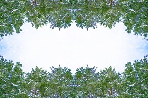 Preview: Frozen Winter Forest With Snow Covered Trees. White Pine Branch.
