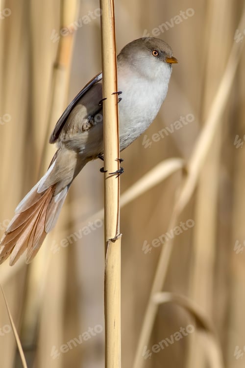 Preview: Cute Little Bird. Lake Habitat Background. Bird: Bearded Reedling. Panurus Biarmicus.