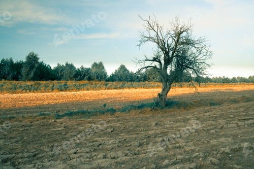 Preview: Vintage Photo Of Plowed Field And Dead Tree. Rural Landscape