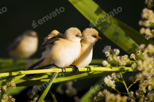 Preview: Cute Birds. Green Nature Background. Bearded Reedling / Panurus Biarmicus