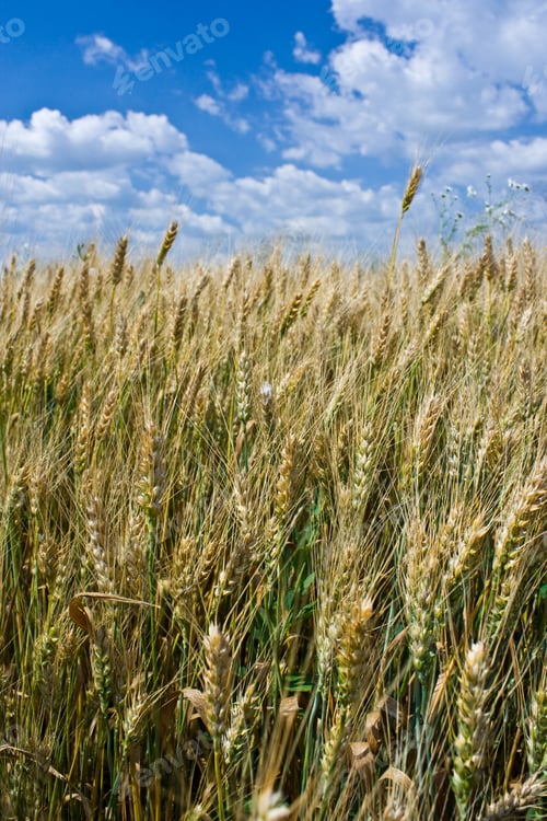 Preview: Wheat Field Under Blue Sky With White Clouds