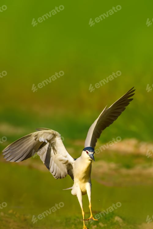 Preview: Heron. Black Crowned Night Heron. Nycticorax Nycticorax