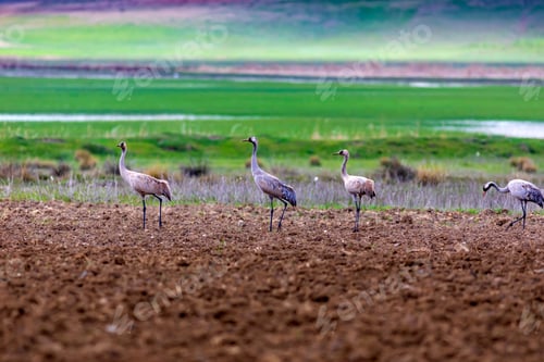 Preview: Crane. Nature Habitat Background. Bird: Common Crane. Grus Grus.