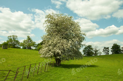 Preview: May Blossoms On A Blackthorn Tree.