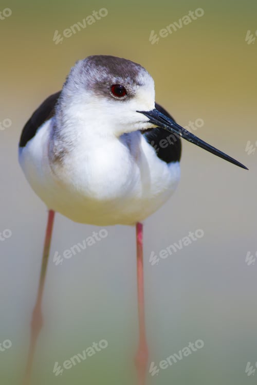 Preview: Cute Bird And Nature. Black Winged Stilt Himantopus Himantopus