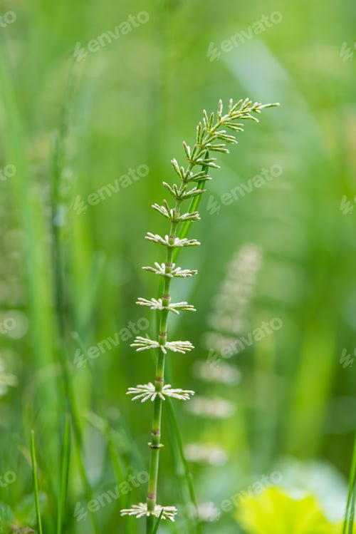 Preview: Young Spring Leaves On Green Background In Wet Forest