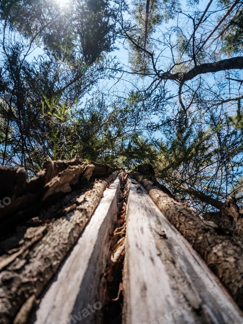 Preview: Tree Trunk Textured Background In Spring Forest With Bleech Colors