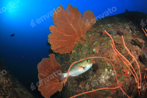 Preview: Coral Reef And Fish